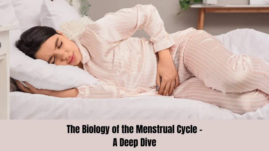 The Biology of the Menstrual Cycle - A Deep Dive